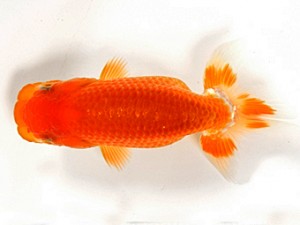 錦友会　第一回研究会　西大関　根木清次