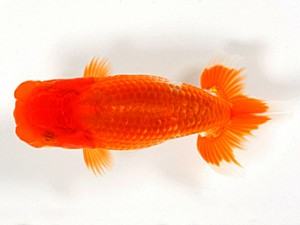 錦友会　第一回研究会　立行司　中川元吉