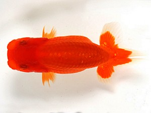 錦友会　第一回研究会　東取締　河内恵子