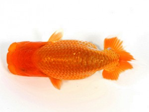 錦友会　第一回研究会　西取締　橋本　満