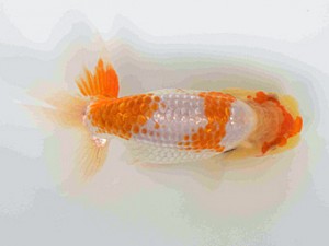 好鱗会　第一回研究会　第一位　森相　優
