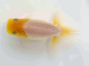 好鱗会　第一回研究会　第二位　須田友一郎
