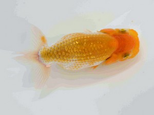 好鱗会　第一回研究会　第五位　佐野　勝

