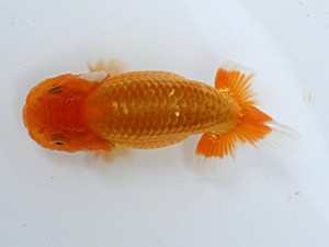 当歳魚品評会　1席　高野宮章
