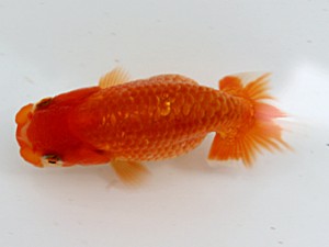 当歳魚品評会　3席　末光　亨
