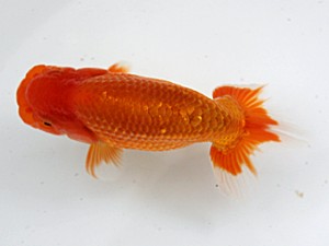 当歳魚品評会　4席　今井　均
