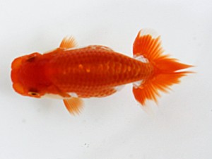 当歳魚品評会　5席　秋月秀夫
