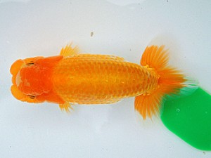 尾張優魚会　維持会員研究会　東大関　鈴木友来