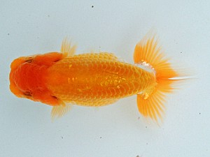 尾張優魚会　維持会員研究会　西大関　大河内正行