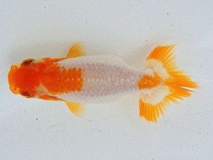 尾張優魚会　維持会員研究会　立行司　東山靖章