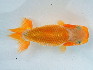 尾張優魚会　維持会員研究会　東取締　高津晴彦