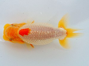 尾張優魚会　維持会員研究会　西取締　林　万貴