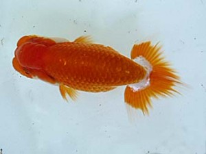 楽友らんちう会　第二回研究会　第四位　樫村正彦