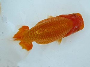 楽友らんちう会　第二回研究会　第五位　林　和明