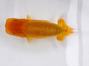 両毛愛魚会　第一回研究会　一位　中村正志
