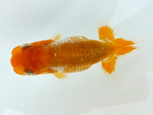 両毛愛魚会　第一回研究会　三位　野口正樹
