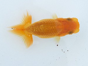 両毛愛魚会　第一回研究会　五位　木村　等
