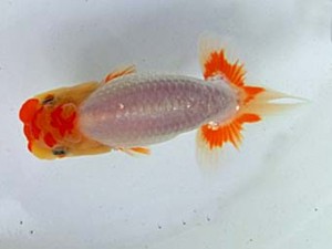 志摩紅鱗会　第一回研究会　東大関　宮脇　洋　松阪市