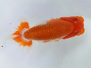 志摩紅鱗会　第一回研究会　西大関　宮脇　洋　松阪市
