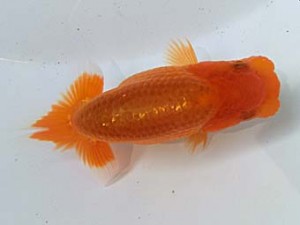 志摩紅鱗会　第一回研究会　立行司　山下隆生　伊勢市