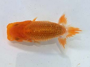 志摩紅鱗会　第一回研究会　取締一　山下隆生　伊勢市