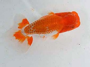 清水らんちゅう会　当歳魚研究会　立行司　諏訪戸則之
