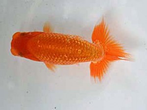 清水らんちゅう会　当歳魚研究会　東取締　諏訪戸則之
