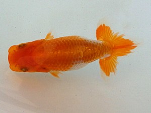 静岡らんちう同好会　第一回研究会　第二位　鈴木正義