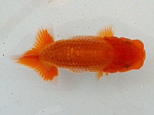 静岡らんちう同好会　第一回研究会　第四位　荻島裕之