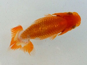 静岡らんちう同好会　第一回研究会　第五位　鈴木正義