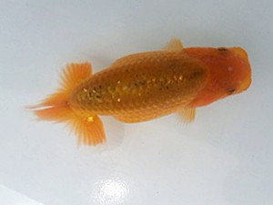 湘南らんちゅう会　第一回研究会　1位　大八木　弘