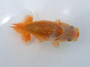 湘南らんちゅう会　第一回研究会　2位　大八木　弘