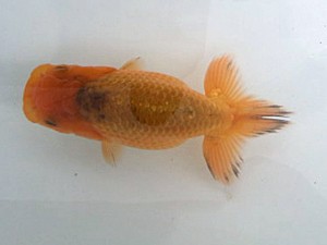 湘南らんちゅう会　第一回研究会　3位　新保恒夫 