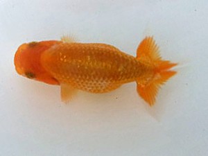 湘南らんちゅう会　第一回研究会　4位　熊澤　誠