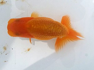 湘南らんちゅう会　第一回研究会　5位　高橋大祐