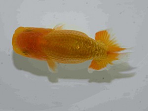 天狗會　第二回研究会　特選１　中村健一