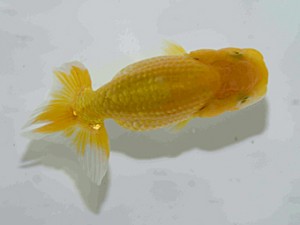 天狗會　第二回研究会　特選2　荘司三郎