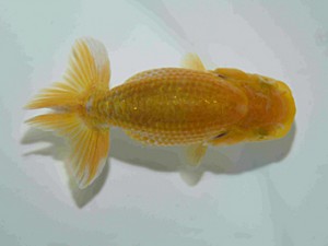 天狗會　第二回研究会　特選4　秋山公子