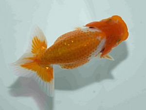 天狗會　第二回研究会　特選5　町田　伸