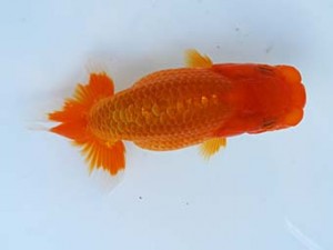 徳島愛錦会　東大関　藤野　武