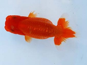 徳島愛錦会　西大関　安田正広