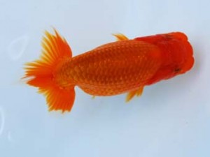 徳島愛錦会　立行司　藤野　武