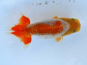 徳島愛錦会　東取締　小倉　弘