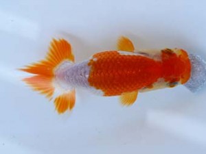 徳島愛錦会　立行司　藤原博文