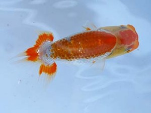 徳島愛錦会　東取締　細川隆憲