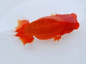 徳島愛錦会　東大関　田中　勉