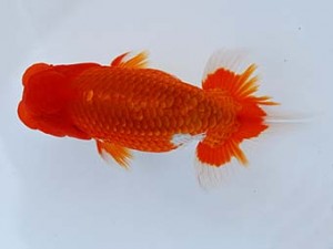 徳島愛錦会　西大関　吉成志郎