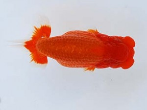 徳島愛錦会　立行司　松田豊道