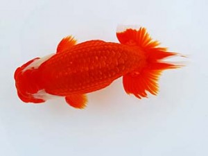 徳島愛錦会　東取締　吉成志郎