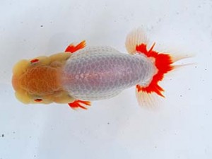 徳島愛錦会　西取締　藤原博文